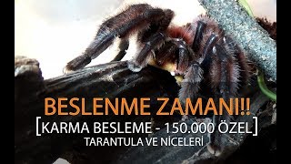 Beslenme Zamanı  Tarantula Akrep Çıyan ve niceleri [upl. by Yreffoeg]