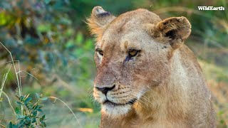 WildEarth  Sunrise Safari  19 March 2024 [upl. by Aenehs]