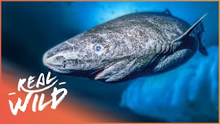 Greenland Sharks Longestliving Known Vertebrate [upl. by Sheridan]