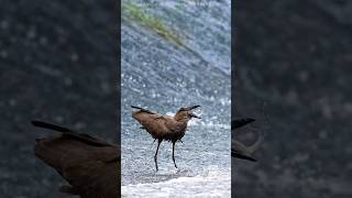 Hamerkop Fishing wildlife birds shorts [upl. by Caassi594]