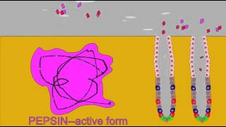 DIGESTIVE ENZMES PEPSINOGEN AND PEPSIN [upl. by Eiliak]