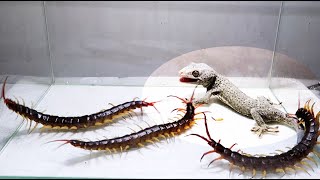 Gecko and 3 Giant Centipede [upl. by Nocaed]