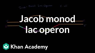 Jacob Monod lac operon  Biomolecules  MCAT  Khan Academy [upl. by Kellia]