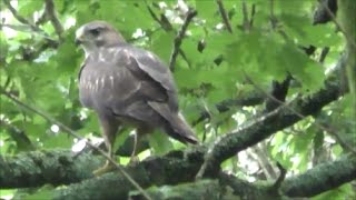 BUZZARD CALLING  Young amp Adults Mewing Call  Buteo buteo [upl. by Harac253]