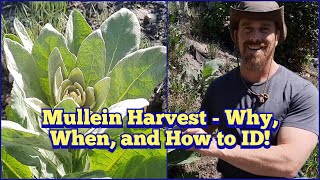 Mullein Leaves  Why Harvest Mullein When to Harvest Mullein and How to ID Mullein [upl. by Reiter]