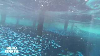 Snorkeling House Reef Brayka Bay Southside  Marsa Alam  Ägypten Gopro Black 7 Underwater [upl. by Dietsche]