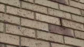 Removing a FERAL BEEHIVE from a Townhouse Wall Cavity [upl. by Jacobsen]