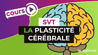 SVT BAC S  La plasticité cérébrale [upl. by Ahron249]