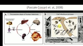 Pathogenesis of Listeria monocytogenes  Listeria entry into the cell [upl. by Dlarej924]