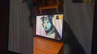 These two dogs talk on FaceTime ❤️ [upl. by Zsamot776]