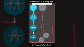 Chromatids in a Karyotype  Amoeba Sisters Shorts [upl. by Baum141]