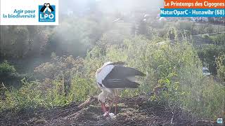 LIVECAM NaturOparC  Retournement des oeufs [upl. by Llednew]