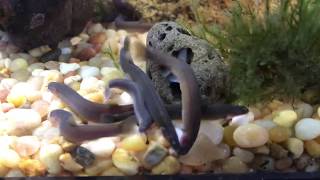 Black Kuhli Loaches Feeding [upl. by Shelah]