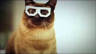 dubstep cat full song sssShawnnnn  Swag Music Psyche Fix Dubstep VIP [upl. by Ettevets]