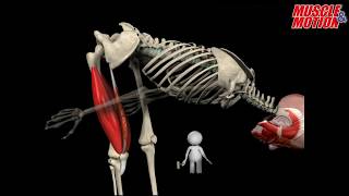 How to Squat Properly Anatomical Analysis [upl. by Tavi]