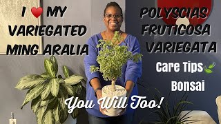 89 Houseplant Spotlight  🌳Variegated Ming Aralia Polyscias fruticosa Care and Bonsai Tips [upl. by Fadden]