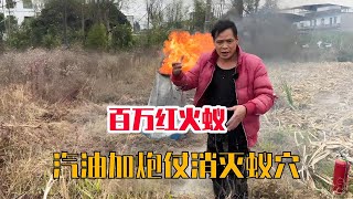 汽油浇灌蚁穴，点个炮扔下去瞬间爆燃，百万红火蚁全被消灭【桥头小何】 蚂蚁红火蚁 害虫 红火蚁防治 汽油 [upl. by Catie]