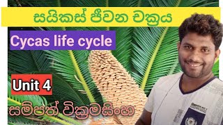 cycas life cycle සයිකස් ජීවන චක්‍රය cychadophyta advancedlevelsinhala Unit 4 [upl. by Ardnuas]