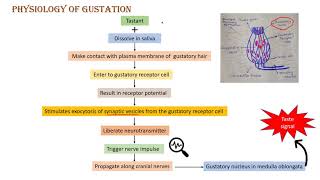 Sense of taste Gustation [upl. by Hinckley]