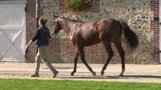 2024 OCTOBER YEARLING SALE  Lot 124  c N ULYSSES x MIDDLE CHANNEL [upl. by Lletnwahs]