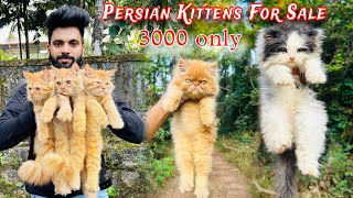 Persian Cats For Sale  Persian cat price in india  persian cat  cats for sale  cats for life [upl. by Jaban]