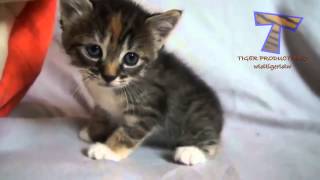 kleine kittens miauwen en praten leuke kat compilatie [upl. by Lisetta]