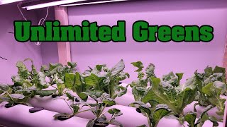 How To Build A DIY Hydroponic System To Grow Food At Home [upl. by Allana]