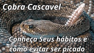 Cobra cascavel conheça seus hábitos habitat presas e como evitar ser picado [upl. by Malo]