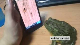 Pacman Frog catches ants on a smartphone [upl. by Madelaine]