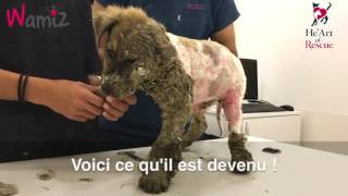 Vous vous rappelez de Pascal Le chien transformé en statue par des jeunes inconscient [upl. by Matthew]