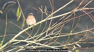 Canto de pinzón vulgar Fringilla coelebs Audio Xenocanto [upl. by Elurd]