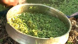 Azolla feed cultivation full details and simple method of farming [upl. by Hartnett]