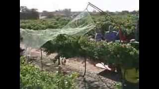 How To Do Bird Netting Right With Plantra [upl. by Auria]