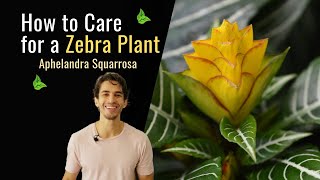 How to Care for a Zebra Plant Aphelandra Squarrosa [upl. by Lemraj]