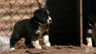 Border Collie Pups Ruffle Some Feathers  Too Cute [upl. by Bonacci674]