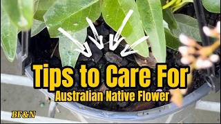 How to Maintain the Beauty of Australian Native Purple Hardenbergia Blooms BFampN MariaDiAussie [upl. by Corrie]