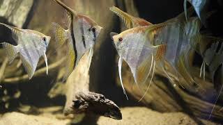 Angelfish  TOP Tips amp Species Overview [upl. by Bollen361]