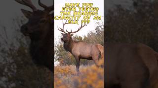 Must Watch  HOW FAR CAN ELK HEAR  Check this out wildlife elk colorado denver viralfacts [upl. by Elbas768]