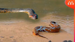 QUANDO A SUCURI ENCONTRA O PEIXE ELETRICO [upl. by Bohaty]