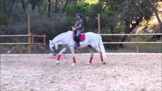 Lusitano PSG level for beginner [upl. by Towrey]