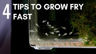 4 Tips to Make Fry Grow Faster Develop to Full Potential [upl. by Ahtoelc]