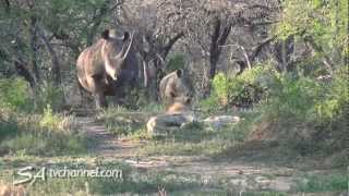 Rhino vs Lion Unexpected Wildlife Encounter [upl. by Ordisi361]