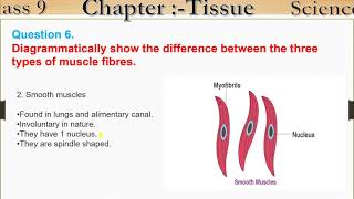 Q6 Diagrammatically show the difference between the three types of muscle fibres Tissue [upl. by Loughlin115]