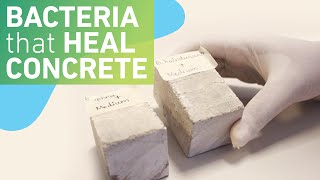 Using bacteria to make selfhealing concrete [upl. by Dragone761]