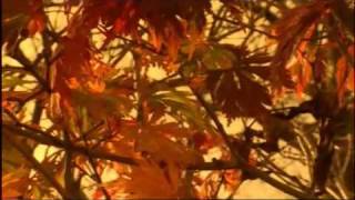 Vivaldi Autumn The Four Seasons [upl. by Yelrebmyk]