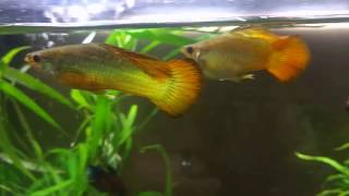 2 12 year old Molly Guppy Crossbred Hybrids [upl. by Anehsat467]