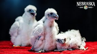 Peregrine falcon cam nest box [upl. by Ativahs]