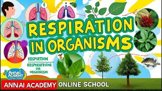 Breathe Easy Understanding Respiration in Organisms  ANNAI ACADEMY ONLINE SCHOOL [upl. by Ahtilat]