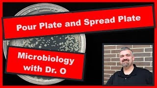 Pour Plate and Spread Plate Method Microbiology [upl. by Onaicul860]