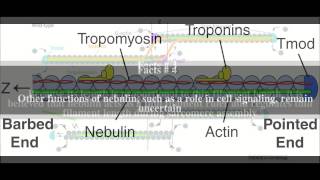 Nebulin Top  6 Facts [upl. by Loyce]